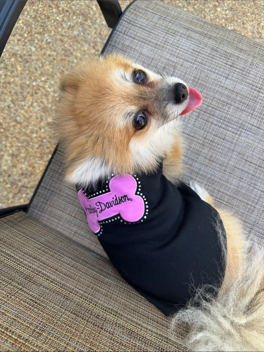 Harley-Davidson pet tank